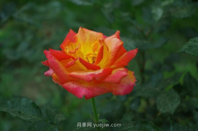 賞石家莊月季市花，遨游月季公園五月花海(圖1)