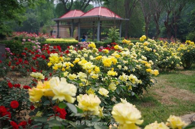 賞石家莊月季市花，遨游月季公園五月花海(圖2)