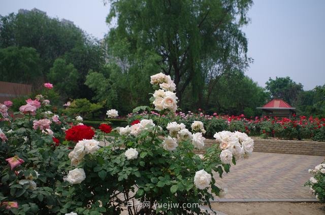 賞石家莊月季市花，遨游月季公園五月花海(圖3)