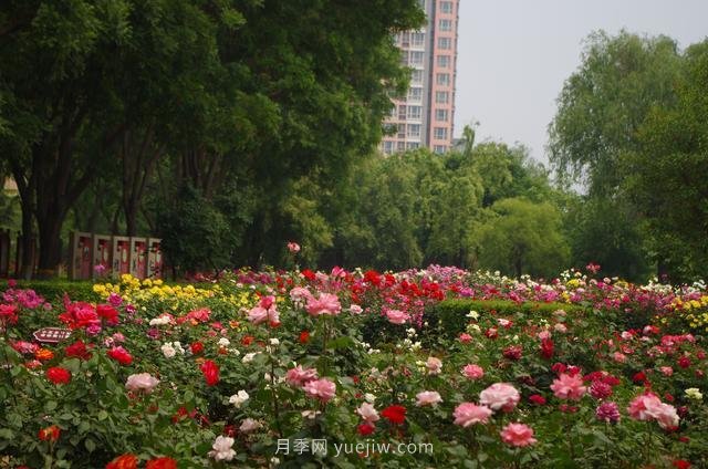 賞石家莊月季市花，遨游月季公園五月花海(圖4)