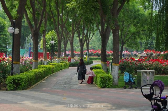 賞石家莊月季市花，遨游月季公園五月花海(圖6)