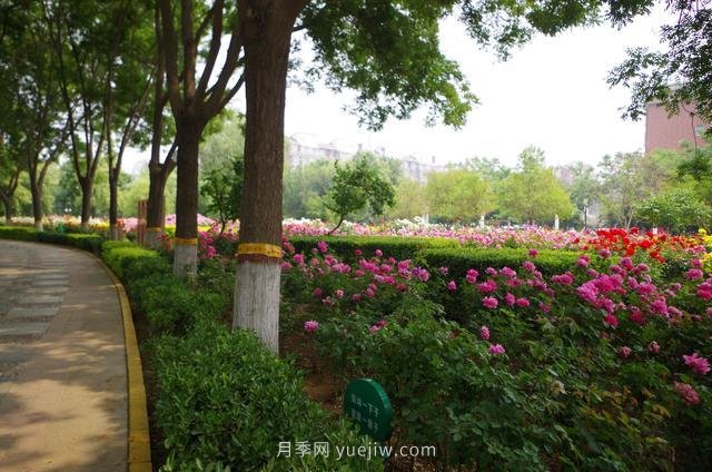 賞石家莊月季市花，遨游月季公園五月花海(圖7)