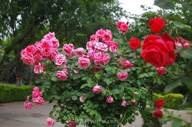 賞石家莊月季市花，遨游月季公園五月花海(圖9)