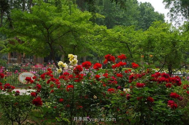賞石家莊月季市花，遨游月季公園五月花海(圖8)