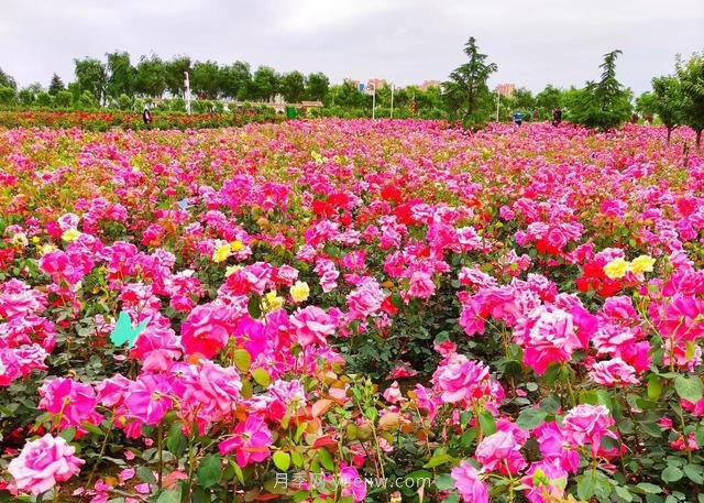 月季花開(kāi)相約咸陽(yáng)，去咸陽(yáng)看月季(圖1)