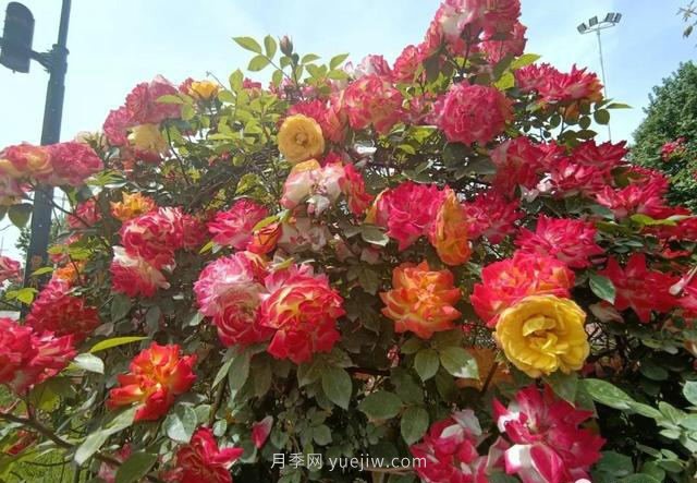 鞏義15.5萬(wàn)株月季全城盛放，這些路太美了...(圖1)