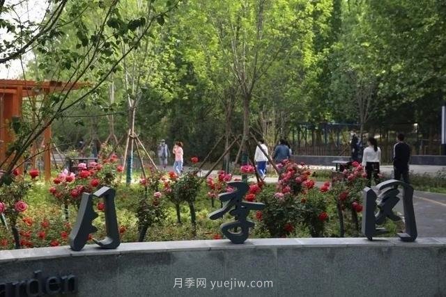 邢臺市花月季綻放！月季花城進(jìn)入觀(guān)賞期(圖3)