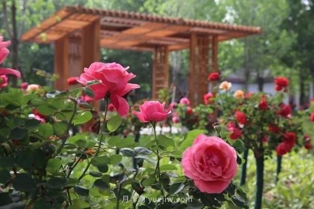 邢臺市花月季綻放！月季花城進(jìn)入觀(guān)賞期(圖2)