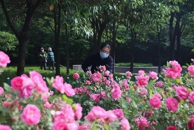 邢臺市花月季綻放！月季花城進(jìn)入觀(guān)賞期(圖1)