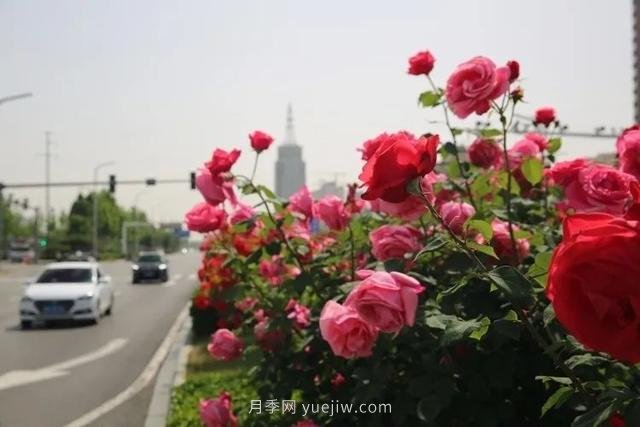 邢臺市花月季綻放！月季花城進(jìn)入觀(guān)賞期(圖5)