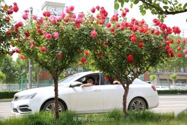 邢臺市花月季綻放！月季花城進(jìn)入觀(guān)賞期(圖6)