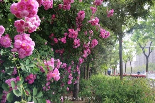 邢臺市花月季綻放！月季花城進(jìn)入觀(guān)賞期(圖8)
