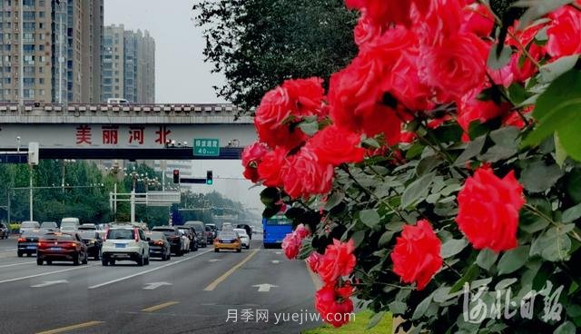 河北石家莊市花月季開(kāi) 添彩省會(huì )美景(圖3)