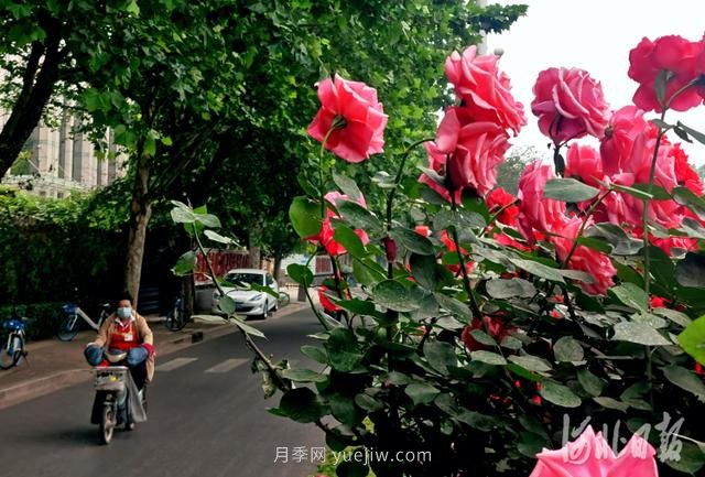 河北石家莊市花月季開(kāi) 添彩省會(huì )美景(圖2)