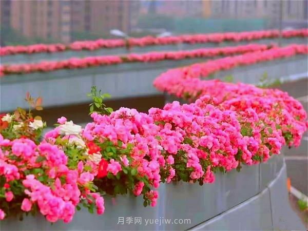 杭州有全國***美花路，大道兩旁開(kāi)滿(mǎn)月季花，堵車(chē)都是享受(圖1)