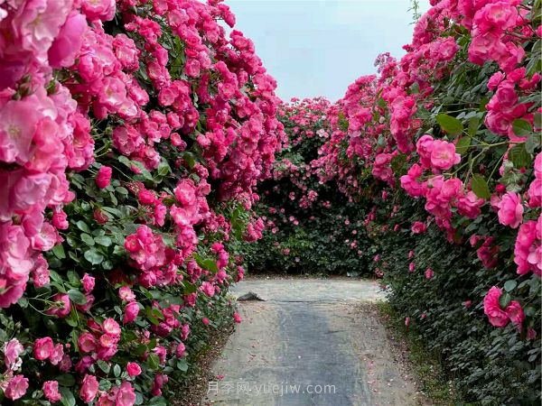 鄭州漫花里藤本月季花海，網(wǎng)友稱(chēng)之為“花海迷宮”紛紛去打卡(圖1)