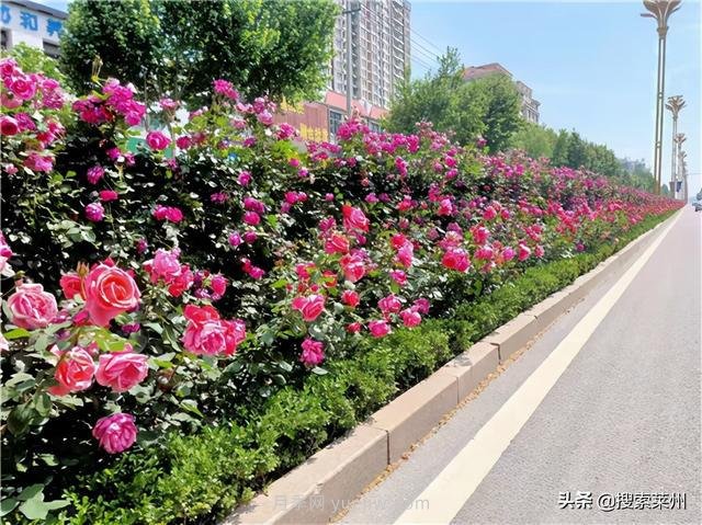 山東萊州：百萬(wàn)月季繽紛盛開(kāi)扮靚城市(圖1)