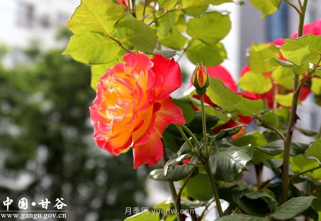 甘肅天水：甘谷月季花開(kāi)醉滿(mǎn)城(圖集)(圖1)