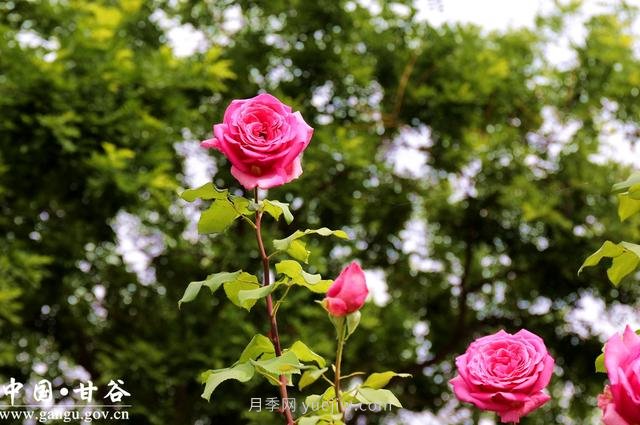 甘肅天水：甘谷月季花開(kāi)醉滿(mǎn)城(圖集)(圖2)