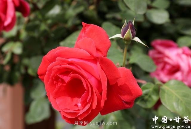 中國月季城市：甘肅甘谷 月季花開(kāi)(圖2)