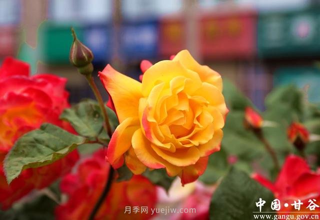 中國月季城市：甘肅甘谷 月季花開(kāi)(圖1)