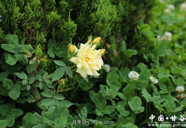 甘肅天水：甘谷月季花開(kāi)醉滿(mǎn)城(圖集)(圖7)