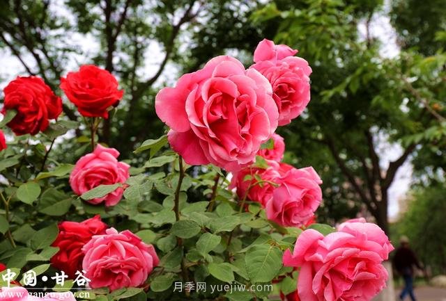 甘肅天水：甘谷月季花開(kāi)醉滿(mǎn)城(圖集)(圖8)