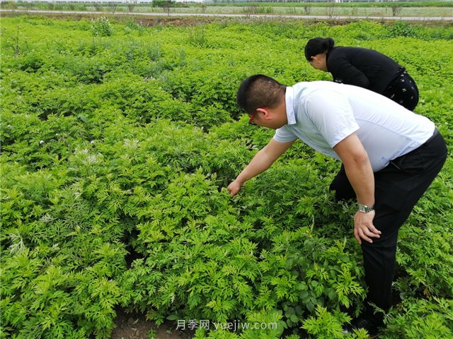 社旗艾草產(chǎn)業(yè)，艾成熟香滿(mǎn)田(圖1)