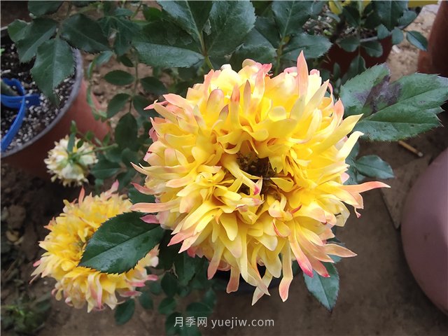 月季爛根怎么辦？補救方法有哪些？(圖1)