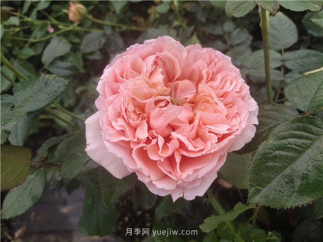 夏天如何養月季？月季可以活多少年？(圖1)