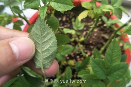 月季紅蜘蛛用什么藥***有效，怎么防治(圖1)