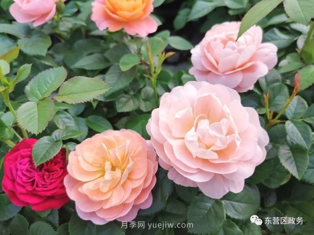 山東東營(yíng)：月季盛開(kāi)，這里的春天，太美了(圖3)