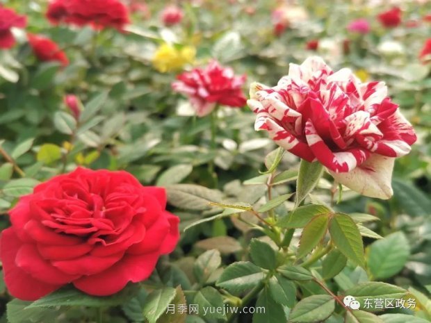 山東東營(yíng)：月季盛開(kāi)，這里的春天，太美了(圖2)