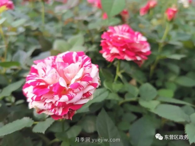 山東東營(yíng)：月季盛開(kāi)，這里的春天，太美了(圖1)
