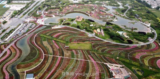 河南南陽(yáng)：月季花開(kāi) 滿(mǎn)城飄香(圖2)