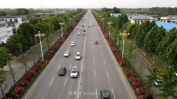 河南南陽(yáng)：月季花開(kāi) 滿(mǎn)城飄香(圖4)