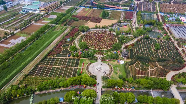 河南南陽(yáng)：月季花開(kāi) 滿(mǎn)城飄香(圖1)