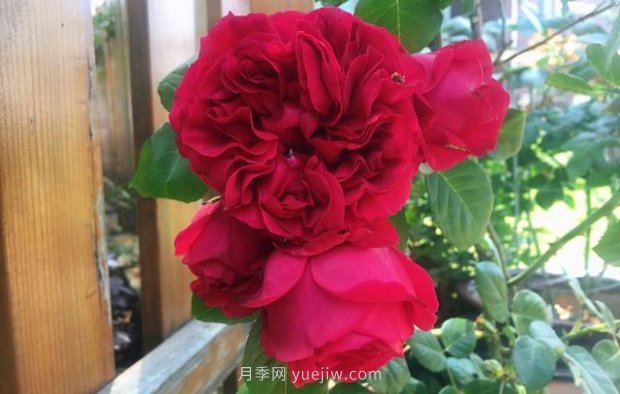 推薦16個(gè)世界上***受歡迎的月季品種，都獲得過(guò)榮譽(yù)(圖12)
