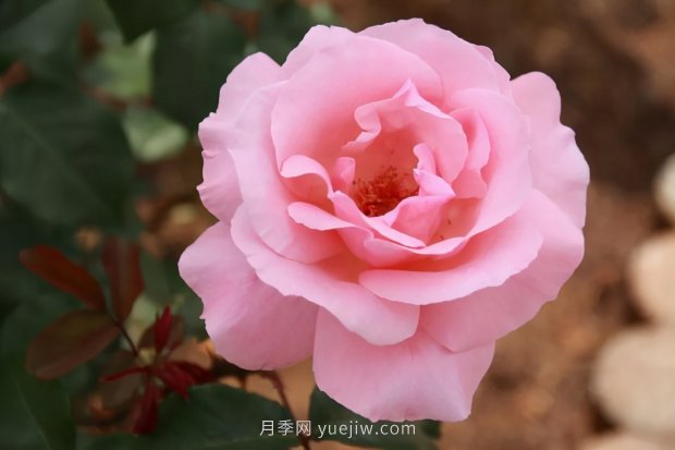 推薦16個(gè)世界上***受歡迎的月季品種，都獲得過(guò)榮譽(yù)(圖2)