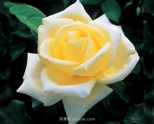 推薦16個(gè)世界上***受歡迎的月季品種，都獲得過(guò)榮譽(yù)(圖13)