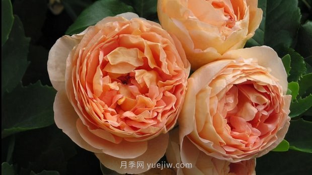 推薦9個(gè)花香濃郁的藤本月季品種，香飄滿(mǎn)院(圖2)
