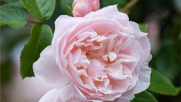 推薦9個(gè)花香濃郁的藤本月季品種，香飄滿(mǎn)院(圖6)