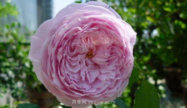 推薦9個(gè)花香濃郁的藤本月季品種，香飄滿(mǎn)院(圖8)