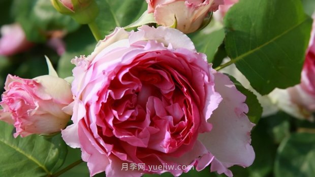 推薦9個(gè)花香濃郁的藤本月季品種，香飄滿(mǎn)院(圖4)