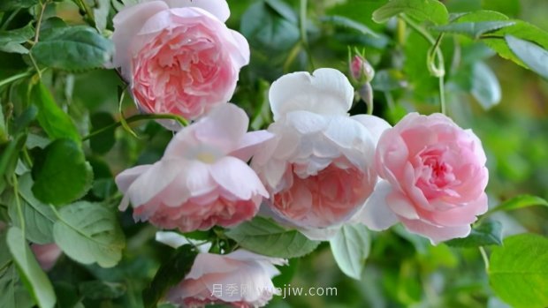 推薦9個(gè)花香濃郁的藤本月季品種，香飄滿(mǎn)院(圖9)