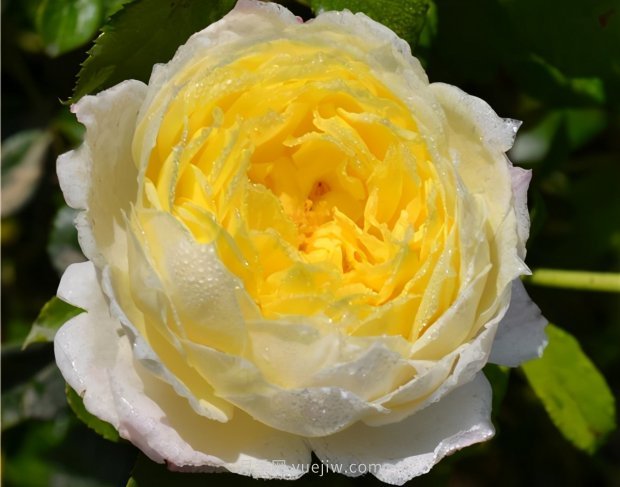 推薦9個(gè)花香濃郁的藤本月季品種，香飄滿(mǎn)院(圖1)