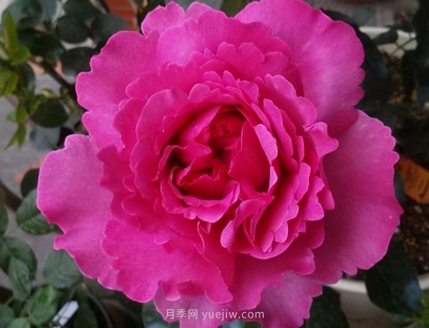 推薦9個(gè)花香濃郁的藤本月季品種，香飄滿(mǎn)院(圖7)