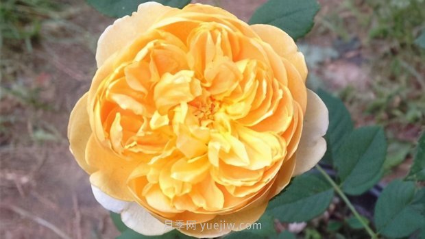 推薦9個(gè)花香濃郁的藤本月季品種，香飄滿(mǎn)院(圖3)