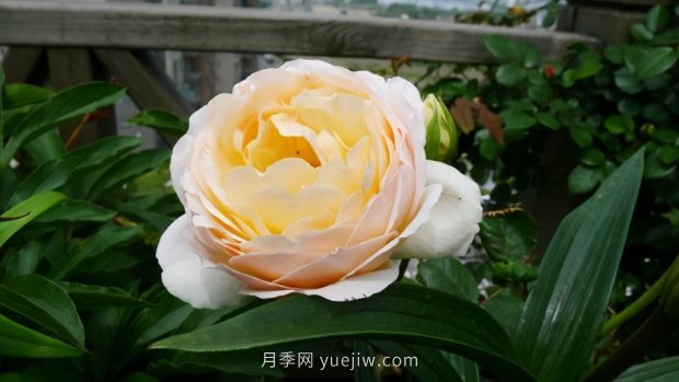 推薦9個(gè)花香濃郁的藤本月季品種，香飄滿(mǎn)院(圖5)
