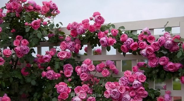 推薦9個(gè)花香濃郁的藤本月季品種，香飄滿(mǎn)院(圖10)